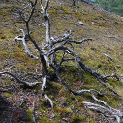 Mount Erskine moss